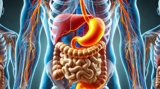 Gut and Hormones, Your Digestive System and Endocrine Health